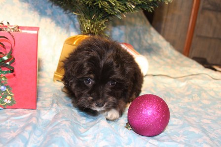 havanese-puppy